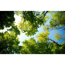 Poesia de Alice   Sistemas Agroflorestais (SAFs)